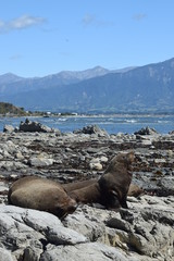 Close up seals Kaikoura bay in New Zealand landscape