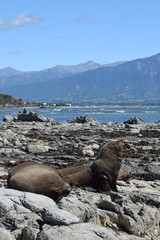Naklejka premium Close up seals Kaikoura bay in New Zealand landscape