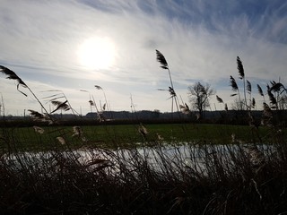Trawy © michalsen