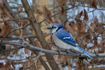 Blue jay perched on a branch with brown leaves