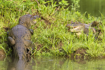 Krokodilkaiman, Caiman crocodilus