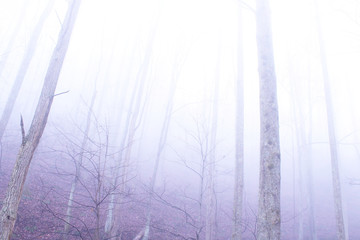 Obraz premium Fog Woods in the Deep Mysterious Forest of the Mountains