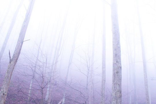 Fog Woods in the Deep Mysterious Forest of the Mountains