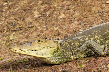 Krokodilkaiman, Caiman crocodilus
