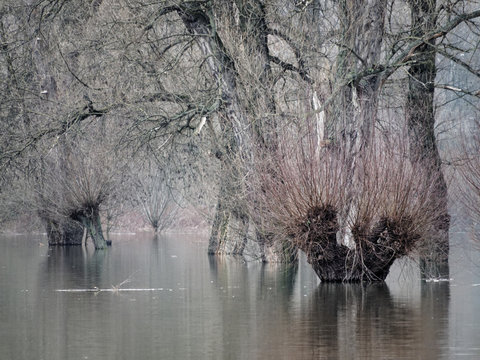 Hochwasser des Flusses Rhein in der Sieg-Aue bei Bonn, Kopfweiden und andere B&auml;ume