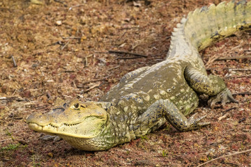 Krokodilkaiman, Caiman crocodilus