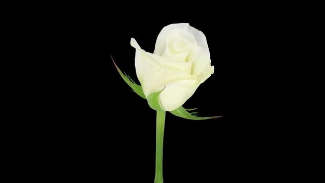 Time-lapse of opening white Akito rose 1x1 in PNG+ format with ALPHA transparency channel isolated on black background