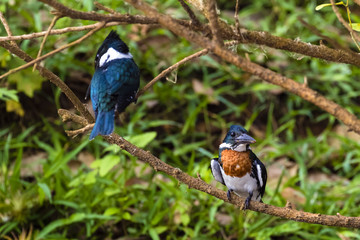 Eisvogel - Amazonasfischer - Chloroceryle amazona