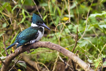 Eisvogel - Amazonasfischer - Chloroceryle amazona