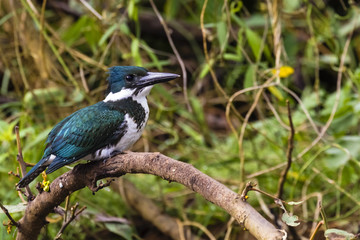 Eisvogel - Amazonasfischer - Chloroceryle amazona