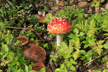 Rain Forest in parts of Alaska produces many mushrooms and they are very colorful along the hiking trails.