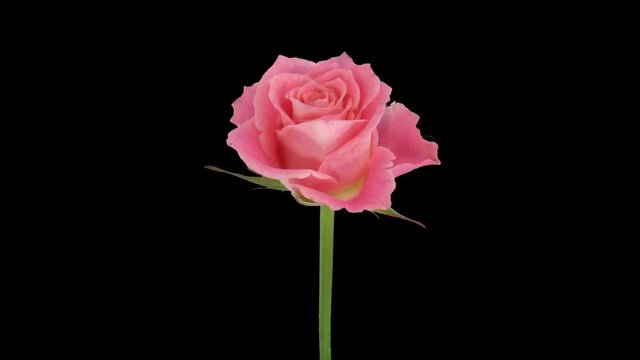 Time-lapse of opening pink Lorena rose 1x1 in Animation format with ALPHA transparency channel isolated on black background