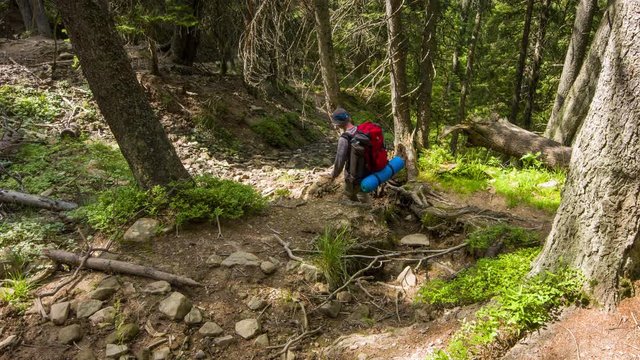 Tourist descends the mountainside. Incredible forest in summertime.  Mount Hoverla in Ukraine. Carpathian Mountains. 4K, 3840*2160, high bit rate, UHD