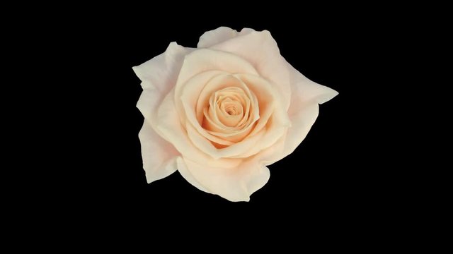 Time-lapse of opening bone white Medeo rose 2a0 in Animation format with ALPHA transparency channel isolated on black background, top view