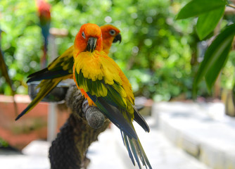 Sonne Conure Papagei