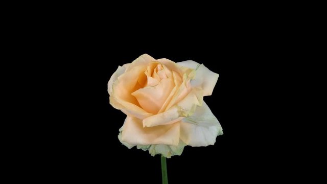 Time-lapse of dying Peach Avalanche rose 1x1 in PNG+ format with ALPHA transparency channel isolated on black background