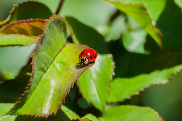 Ladybug Life