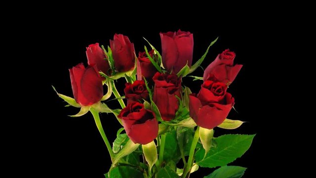Time-lapse of opening red roses bouquet 3x1 in PNG+ format with ALPHA transparency channel isolated on black background