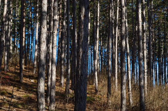 Wald im Herbst