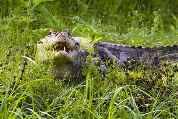 Krokodilkaiman, Caiman crocodilus
