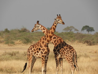 This is africa - Giraffe 