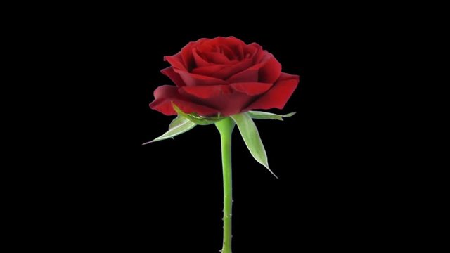 Time-lapse of dying red Valentino rose 4x1 in Animation format with ALPHA transparency channel isolated on black background