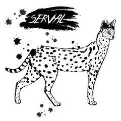 Hand drawn sketch style serval. Vector illustration isolated on white background.