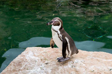 Fototapeta premium Penguins swim in the pond. 