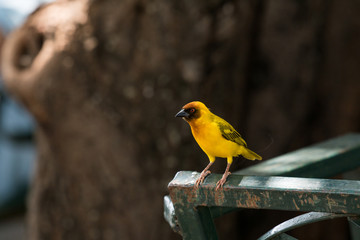 Southern masked weaver