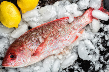 Red Snapper