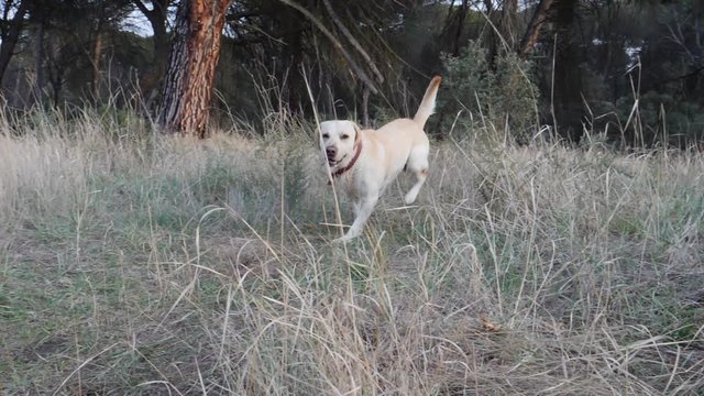 Perro corriendo (Spain)