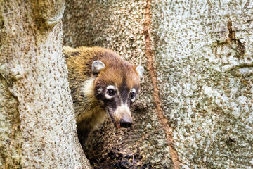 Weißrüssel Nasenbär - Nasua narica -  Coati 