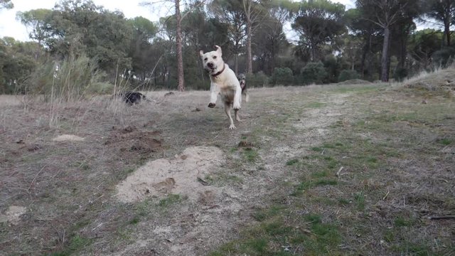 Perro corriendo (Spain)