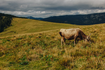 Cow grazing on meadow in mountains