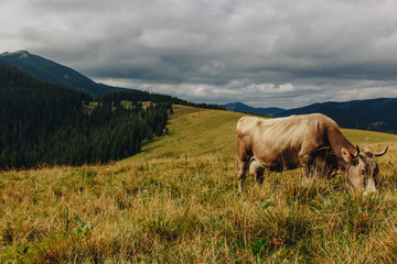 Cow grazing on meadow in mountains