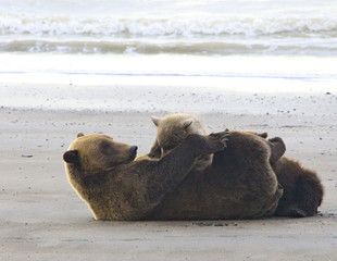 Brown Bear Sow nursing her young cubs on the beach