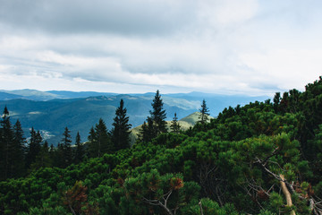 Beautiful forest landscape in the Carpathians, Ukraine