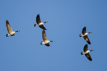 Flock of Canada Geese Flying in a Blue Sky