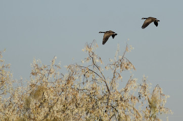 Pair of Canada Geese Flying Over the Wetlands