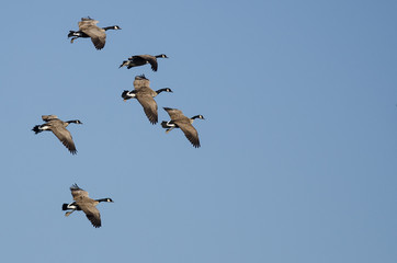 Flock of Canada Geese Flying in a Blue Sky