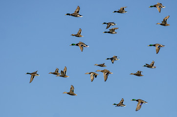 Large Flock of Mallard Ducks Flying in a Blue Sky
