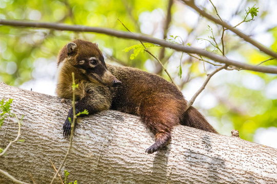 Wei&szlig;r&uuml;ssel Nasenb&auml;r - Nasua narica -  Coati 