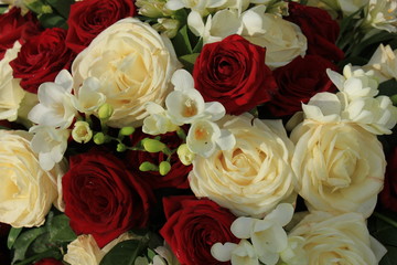 Red and white roses