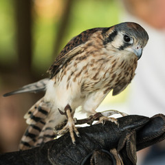 Hawk