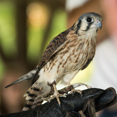 Hawk
