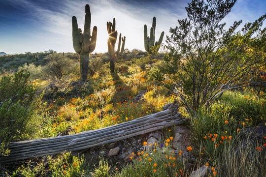 Desert Wildflowers and Saguaro Cacti in Arizona at Sunset