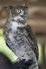 Owl hooting