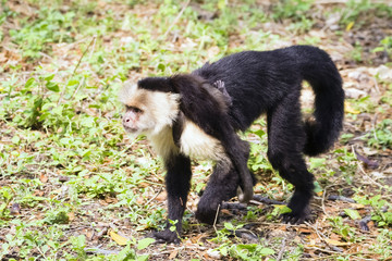 Weißschulter-Kapuzineraffe mit Baby - Cebus capucinus