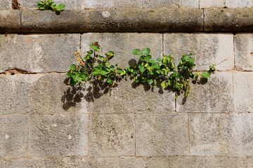 plants on the old stone wall