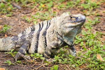 Grüner Leguan - Iguana iguana